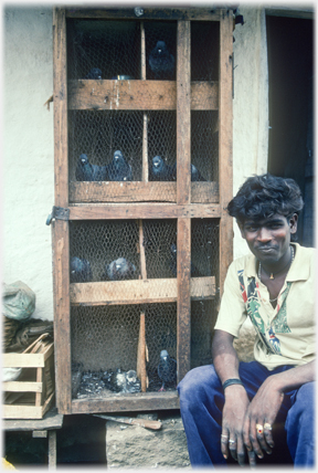 Man with pigeons in coops.