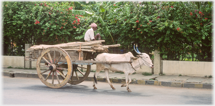 Ox cart with logs.