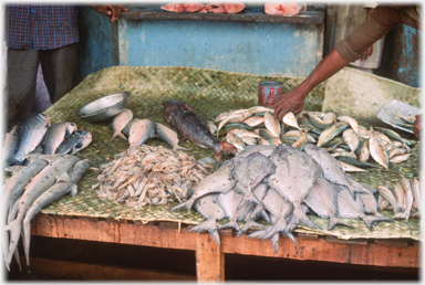 Display of fish on stall.