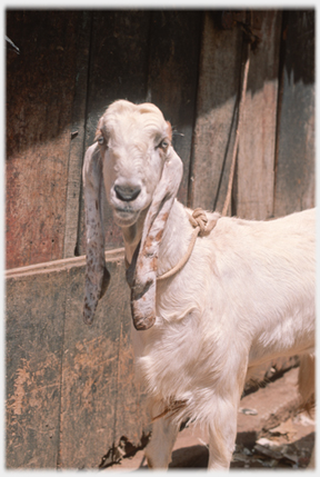 Long eared goat/sheep.
