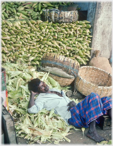 Man sleeping against pile of sweetcorn husks.