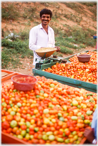 Man beside piles of tomatoes and a set of brass scales.