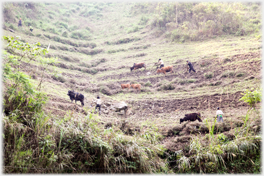 Four teams ploughing on same hillside.