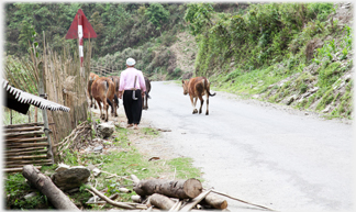 Woman with cattle on road.