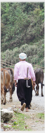 Woman in mauve with billhook in her belt.