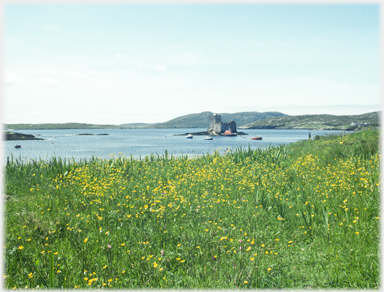 Meadows with buttercups and Castle bay