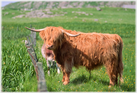 Highland cattle.