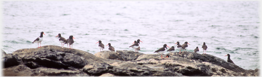 A line of Oystercatchers.