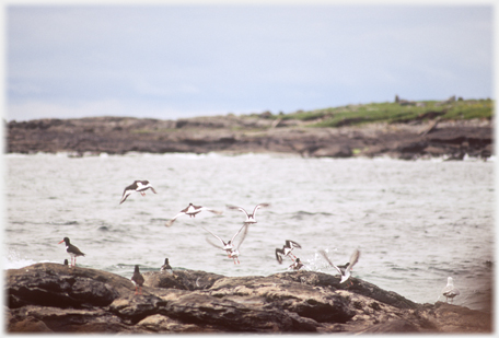 Oystercatchers taking off