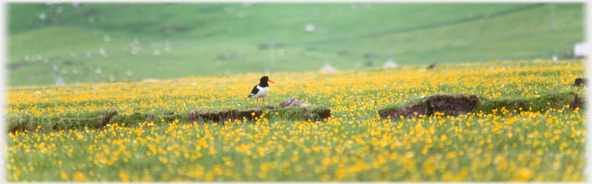 Machers and oystercatcher.