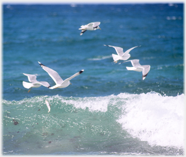Wave with Kittiwakes following and fish jumping.