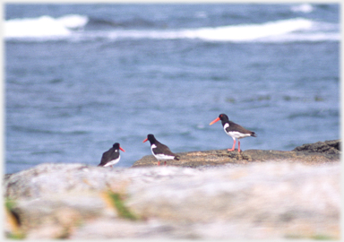 Three Oystercatchers on rocks.