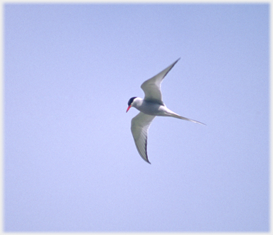 Common tern hovering.