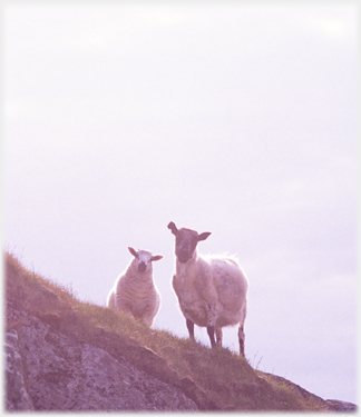 Ewe and lamb.