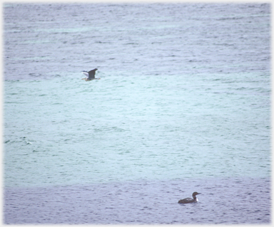 Northern Diver and Heron.