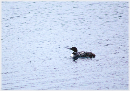 Great Northern Diver.