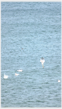 Gannets on water, one spear-like entering water.