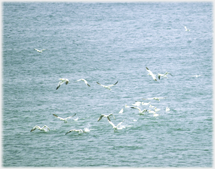 Many gannets on and just above the sea.