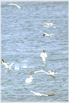 Gannets flying low near water, one spear diving into water
