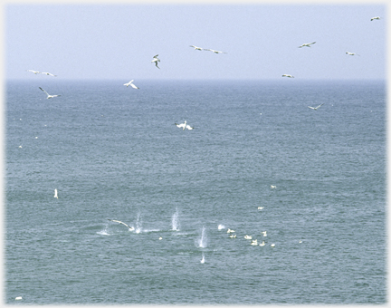 Gannets in the air and on the water, vertical splashes visible.