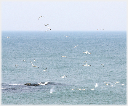 General scene of gannets flying, beginning dives and swimming.