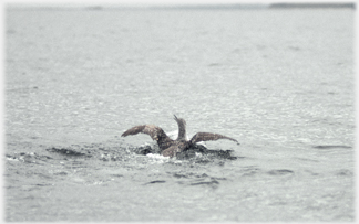 Young gannet struggling to rise from water.