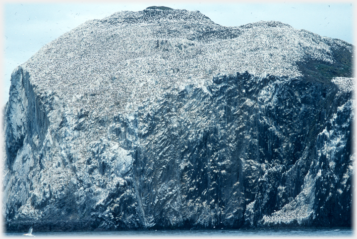 Massive sloping surface above cliffs covered in white dots.