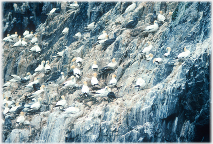Small area of cliff with birds identifiable.