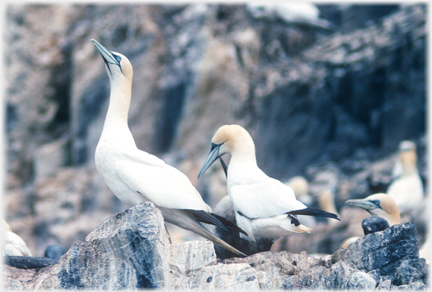 Gannet looking up into the sky.