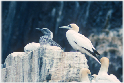 Adult, neck right down, standing next to young.