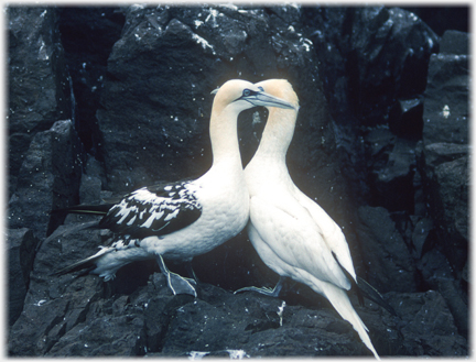 Young bird and older bird, breasts pressing against each other.