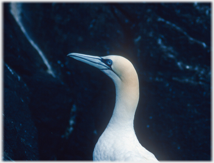 Head and neck of gannet against black rock.