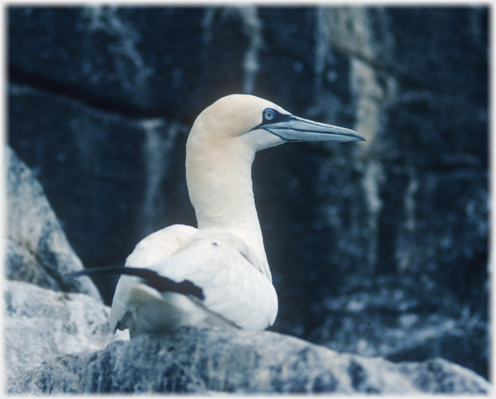 Gannet sitting, head turned giving side view.