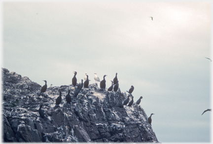 Cormorants and gulls standing on cliff top.