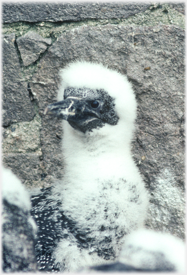 Side view of young gannet with white down on head and neck.