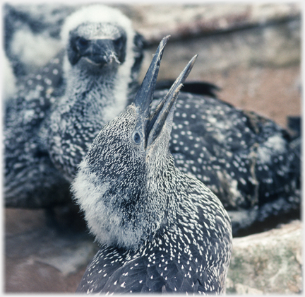 Young gannet, beak pointing vertically upwards.