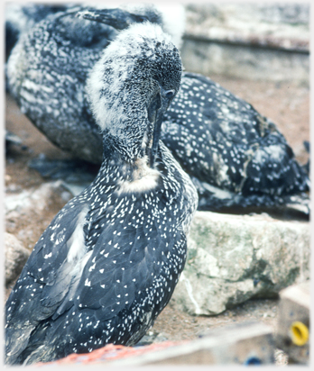 Young gannet trying to get its long beak to its neck feathers.