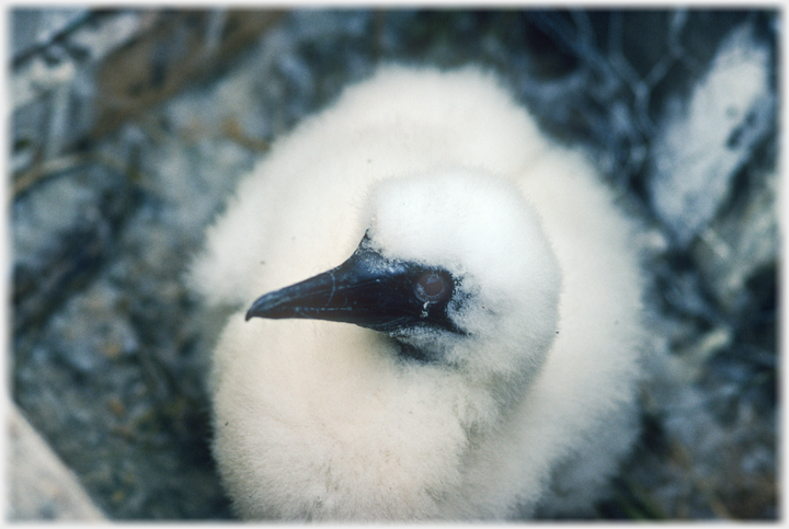 White down nestling looking up at the camera.