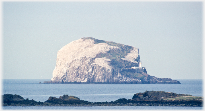 Bass Rock showing its whiteness, dark rocks in foreground.