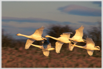 Five whooper swans flying in formation.
