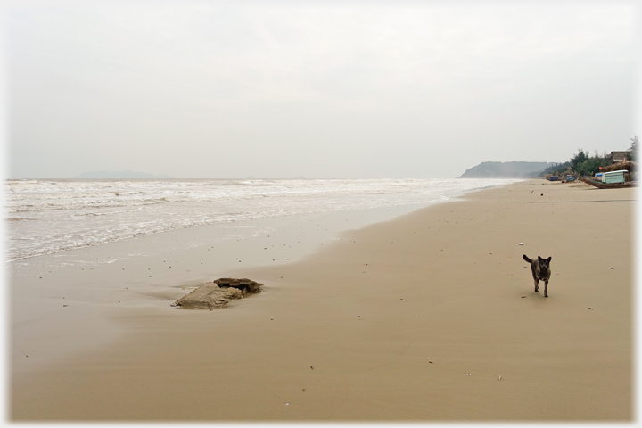 Beach and Dog