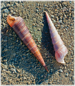 Two Tower Shells