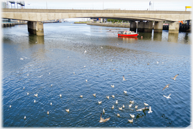 Bridge and gulls.