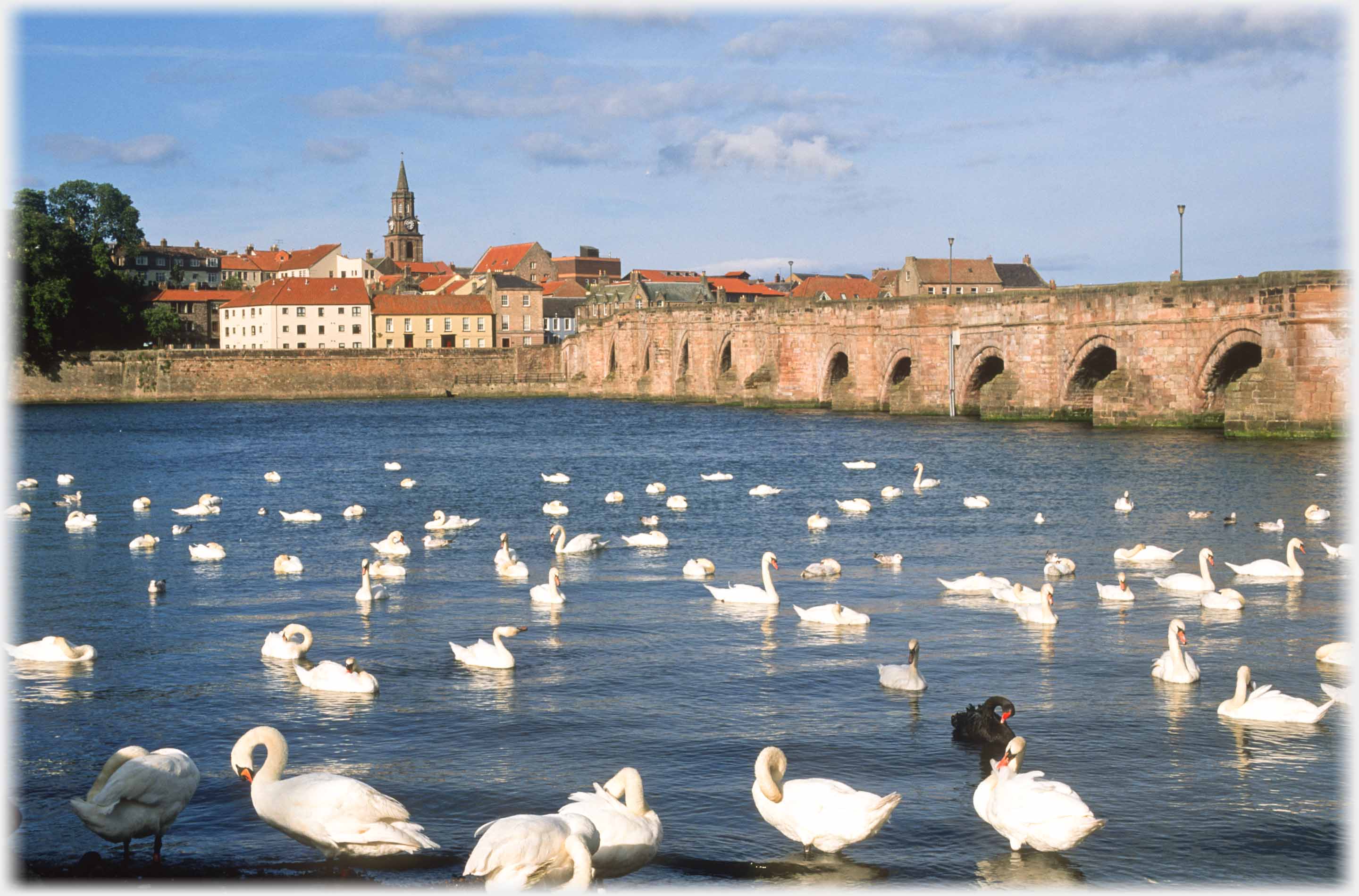 Many swans preening, one black swan.