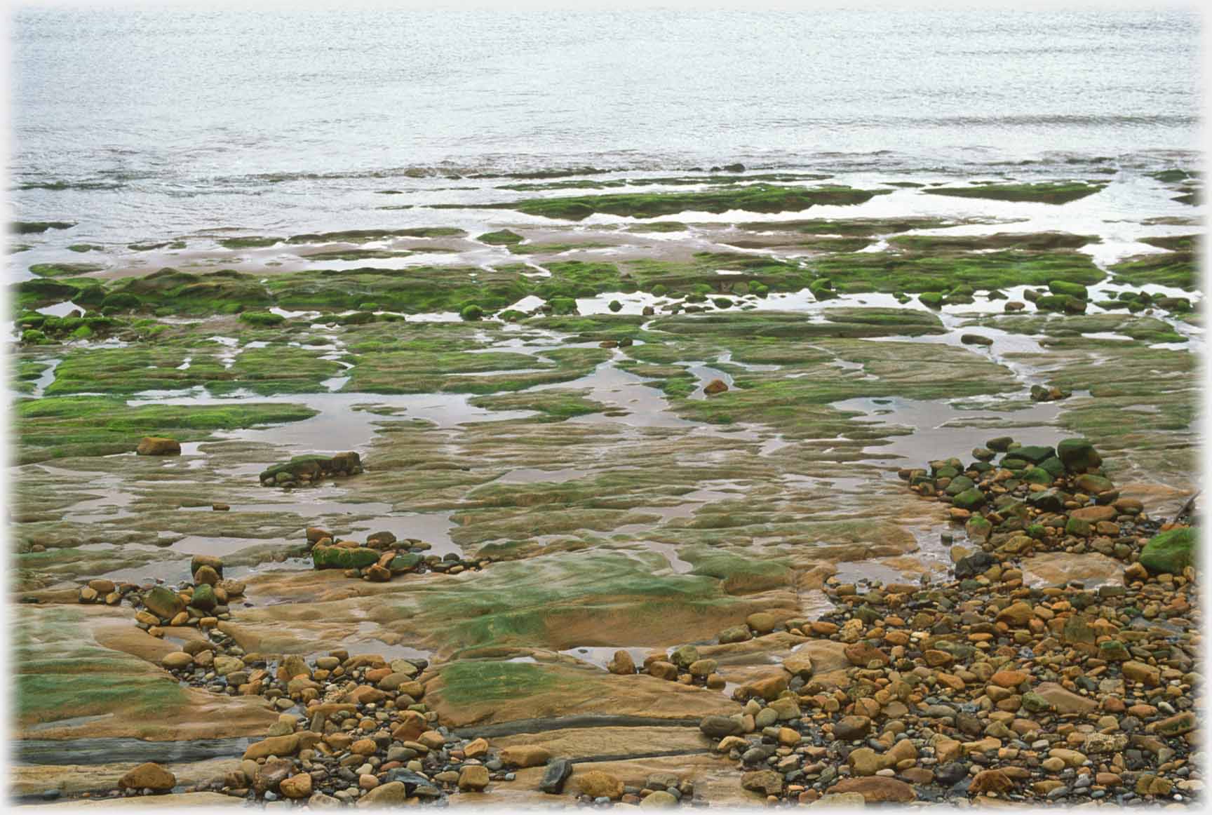 Intertidal zone of rocks covered in green seaweed.