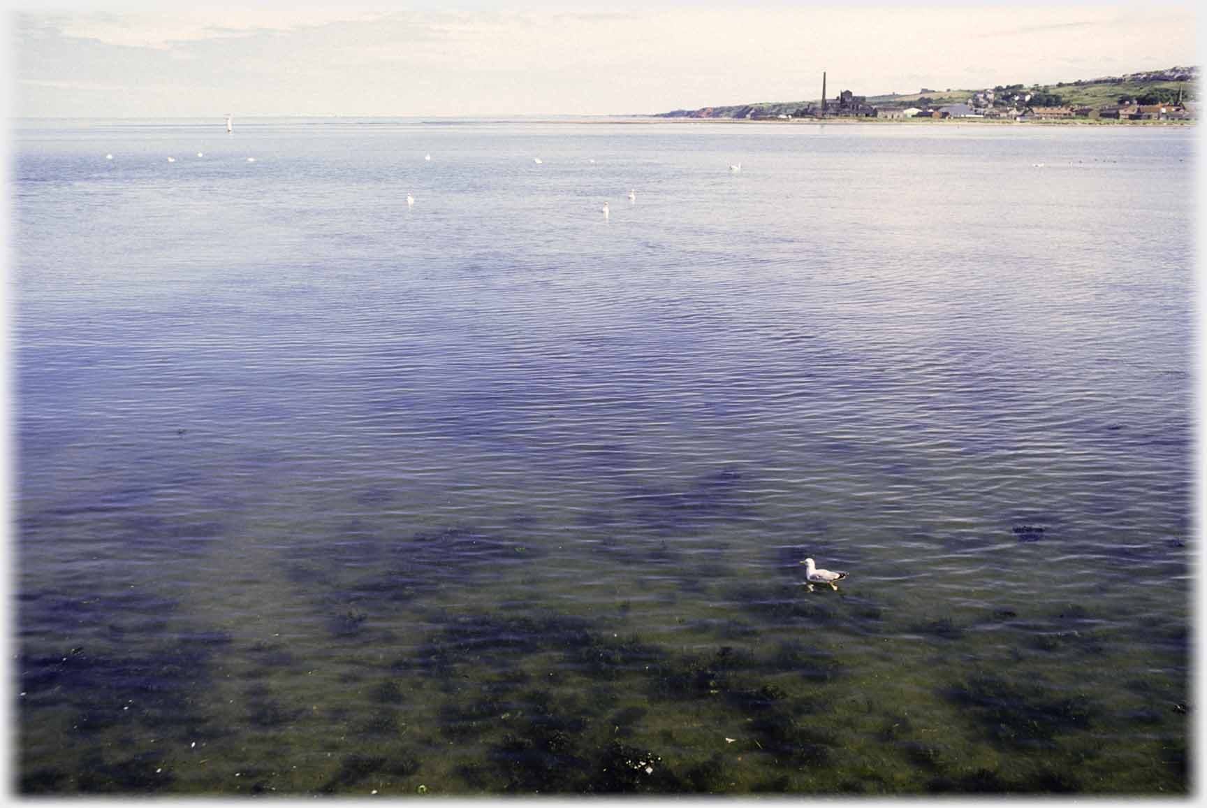 Gull on sea, weed on sea bed, chimney on background land.