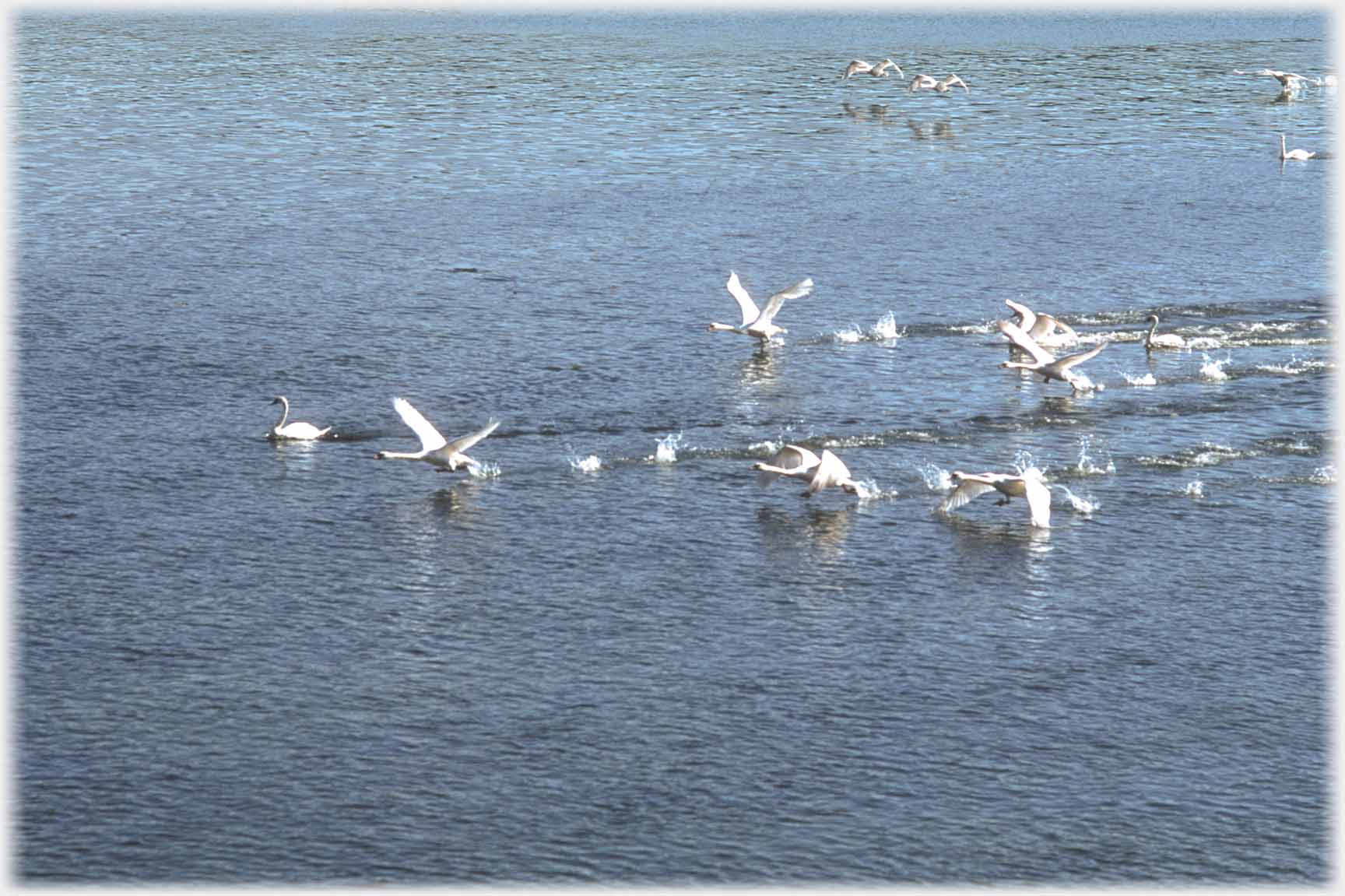 Five swans taking off from the group.