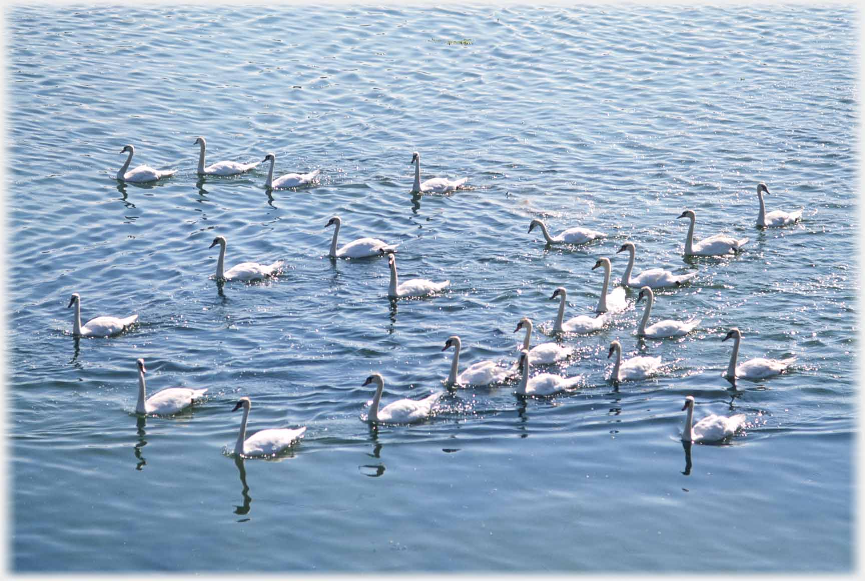 A flock of swans swimming together purposefully.