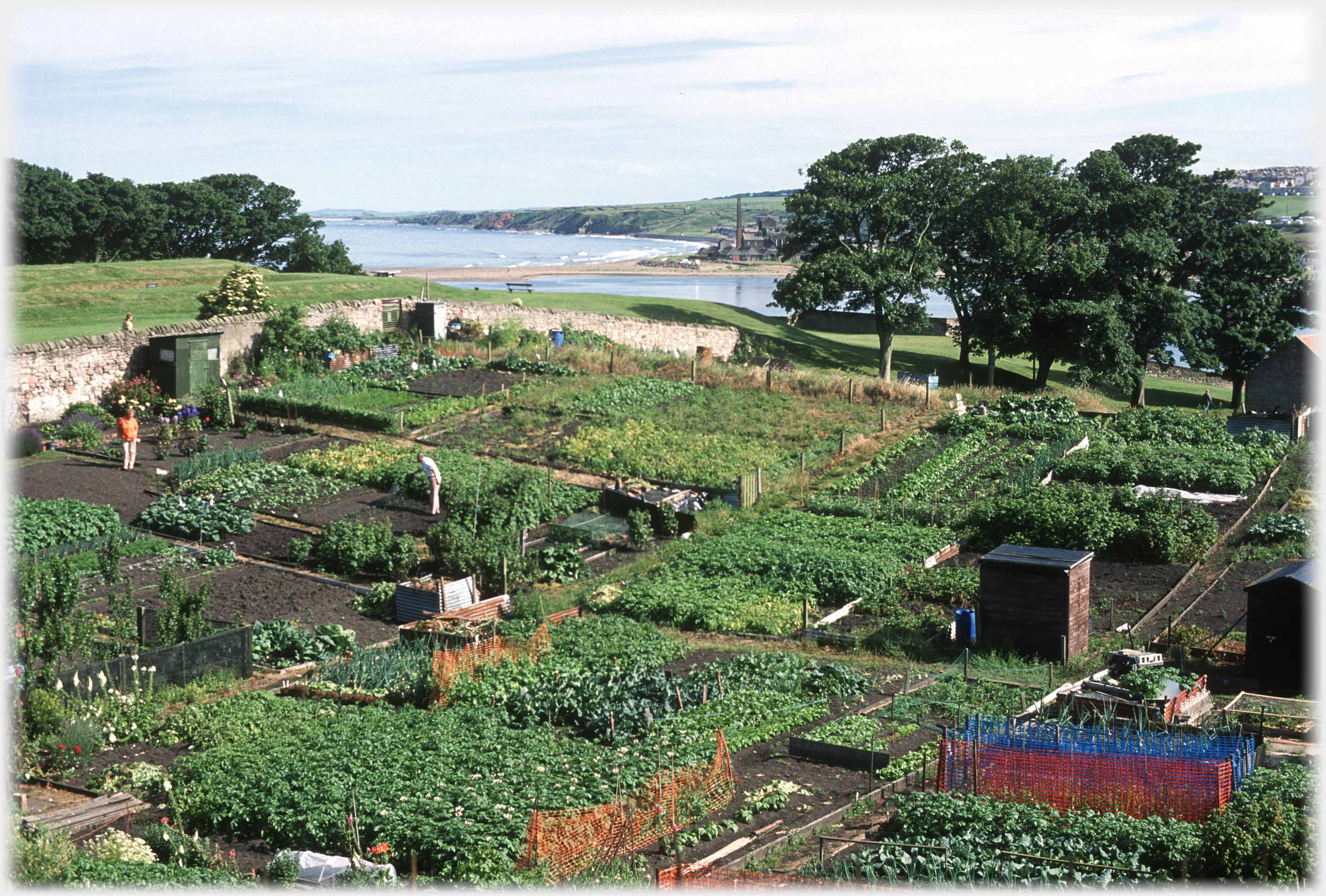 Allotments in full growth with coastline in background.