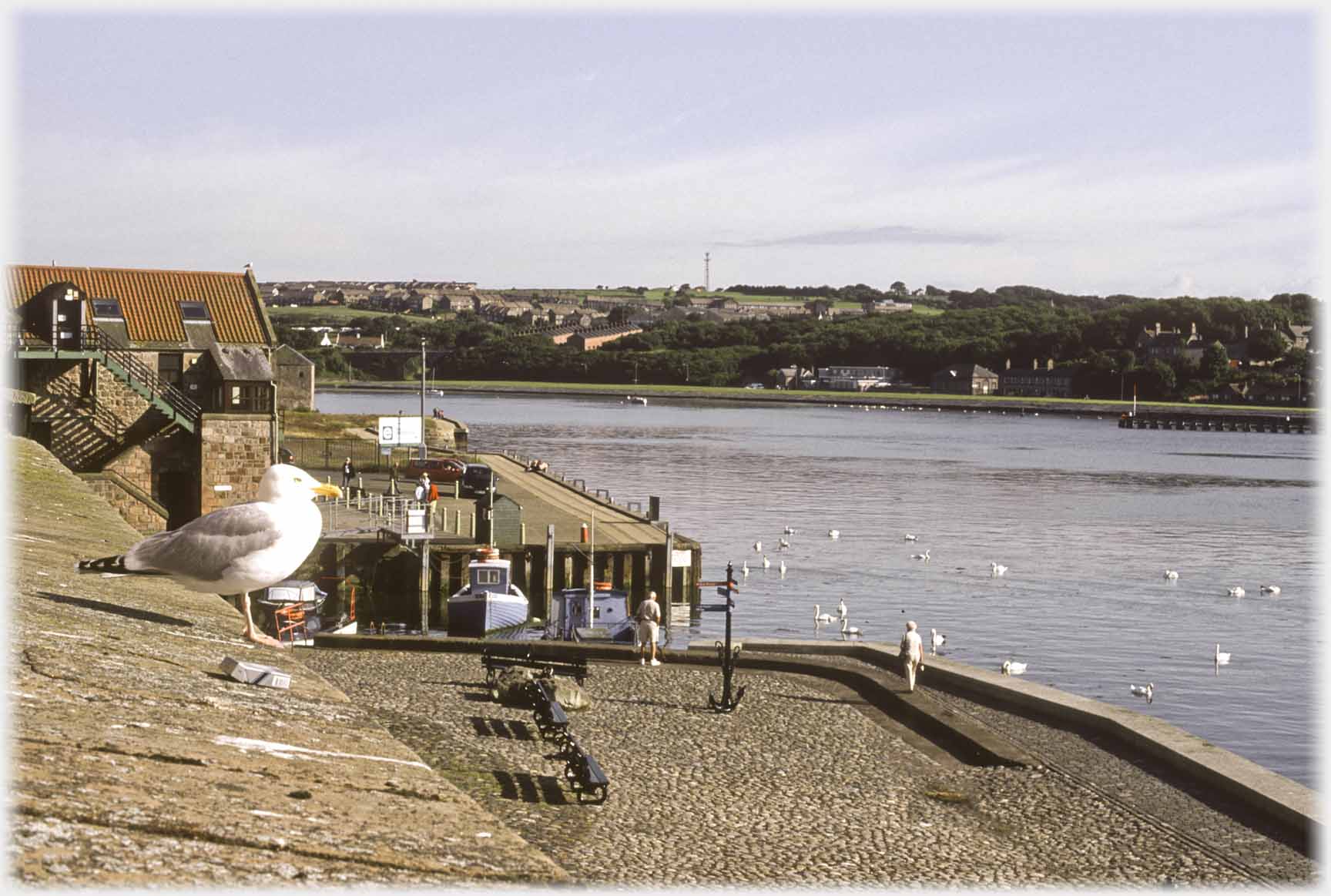 Gull sitting on parapit looking over promanade and river.